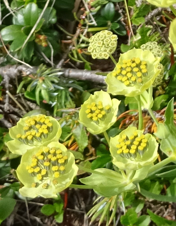 Bupleurum stellatum - Apiaceae